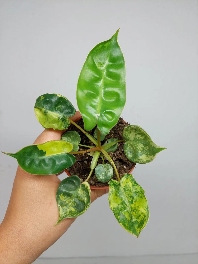 Philodendron Billietiae Variegata (zum aussuchen)