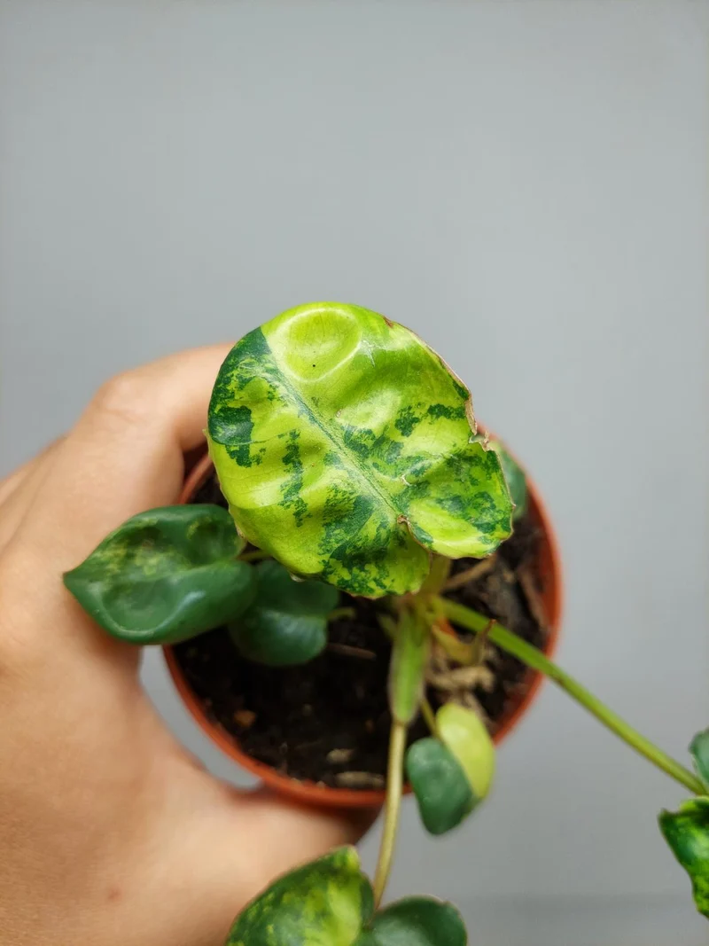 Philodendron Billietiae Variegata (zum aussuchen)