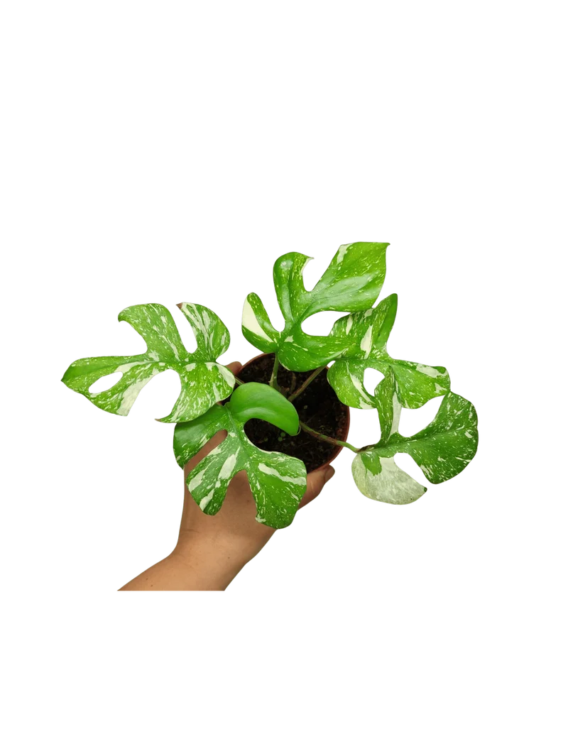 Monstera Minima (Raphidophora Tetrasperma) Thai Constellation