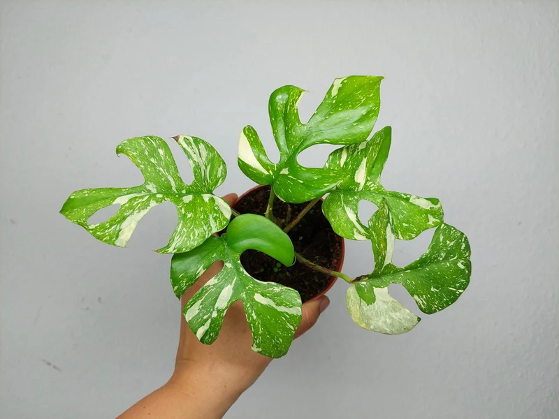 Monstera Minima (Raphidophora Tetrasperma) Thai Constellation