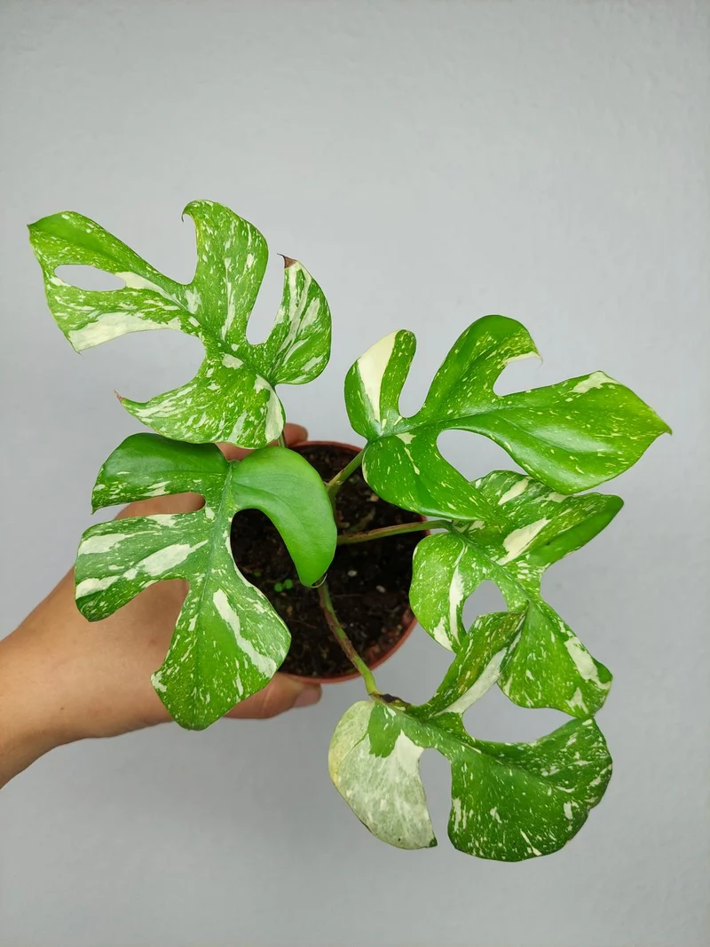 Monstera Minima (Raphidophora Tetrasperma) Thai Constellation