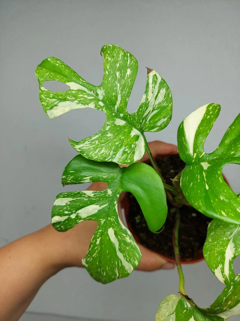 Monstera Minima (Raphidophora Tetrasperma) Thai Constellation