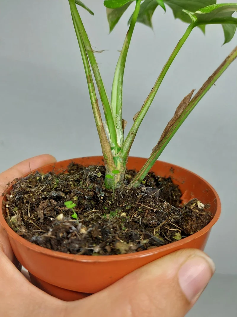 Monstera Minima (Raphidophora Tetrasperma) Thai Constellation