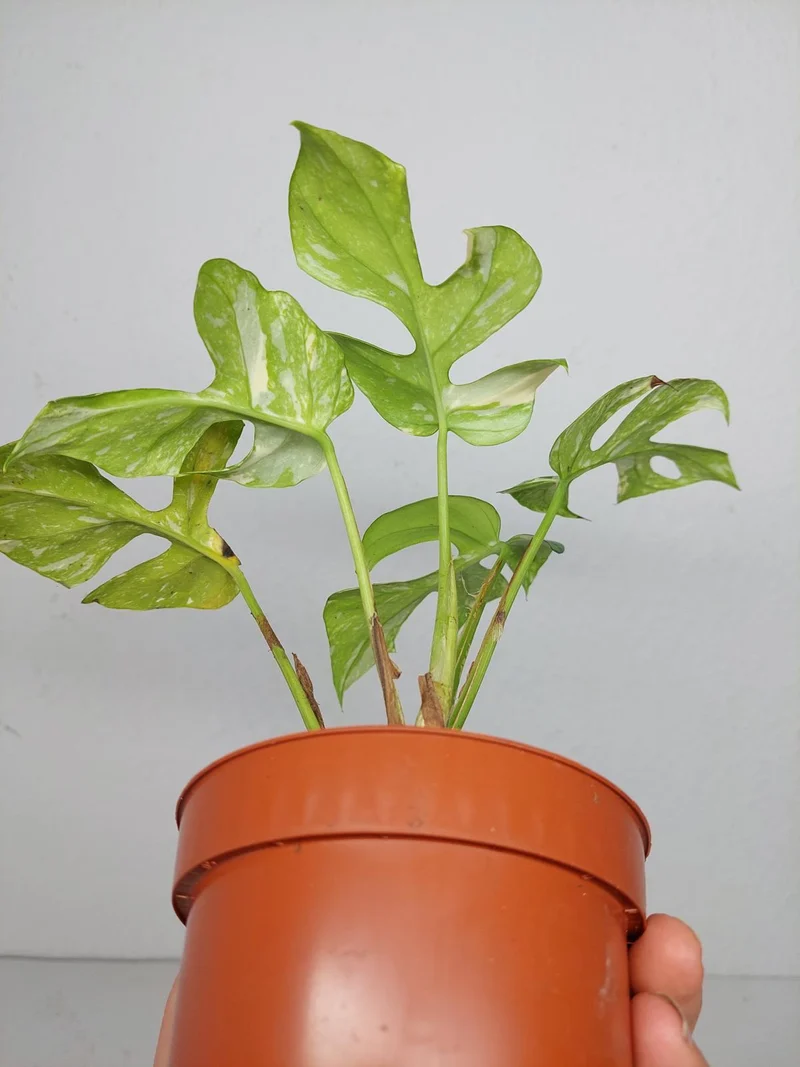 Monstera Minima (Raphidophora Tetrasperma) Thai Constellation