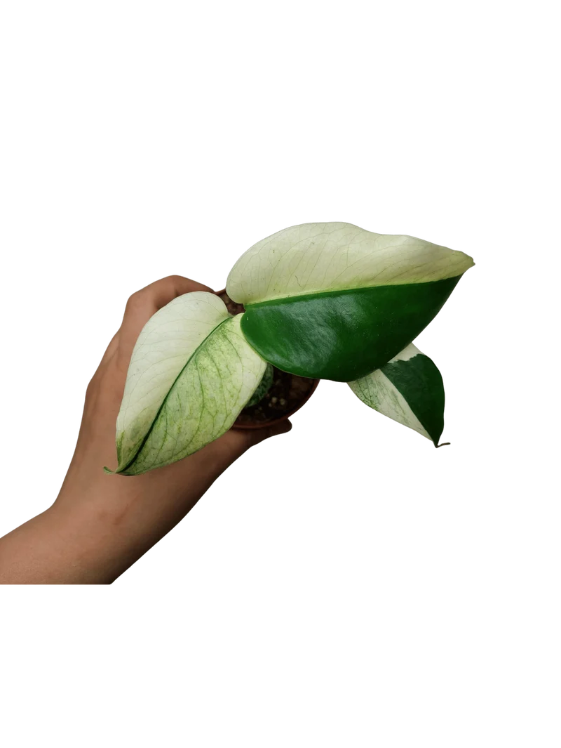 Monstera Jungle Mint