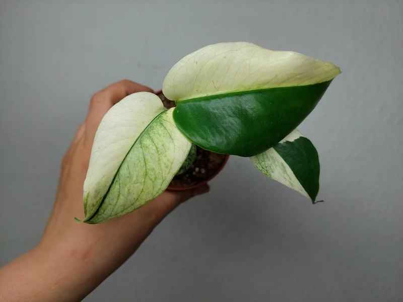 Monstera Jungle Mint