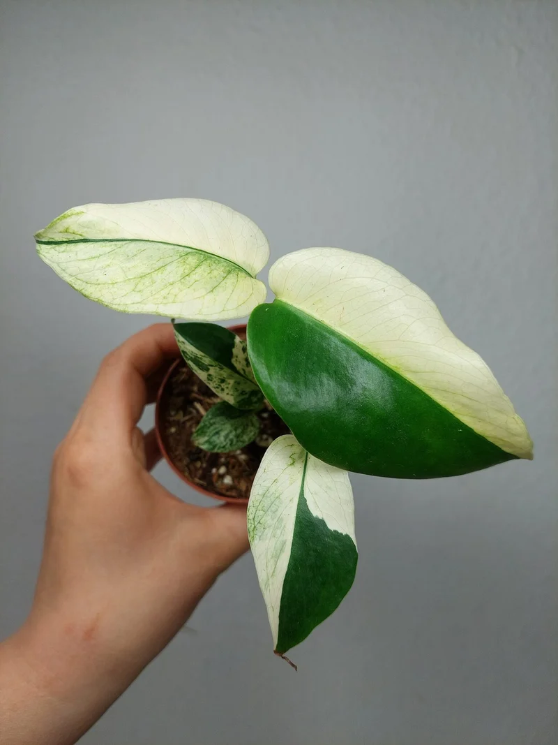 Monstera Jungle Mint