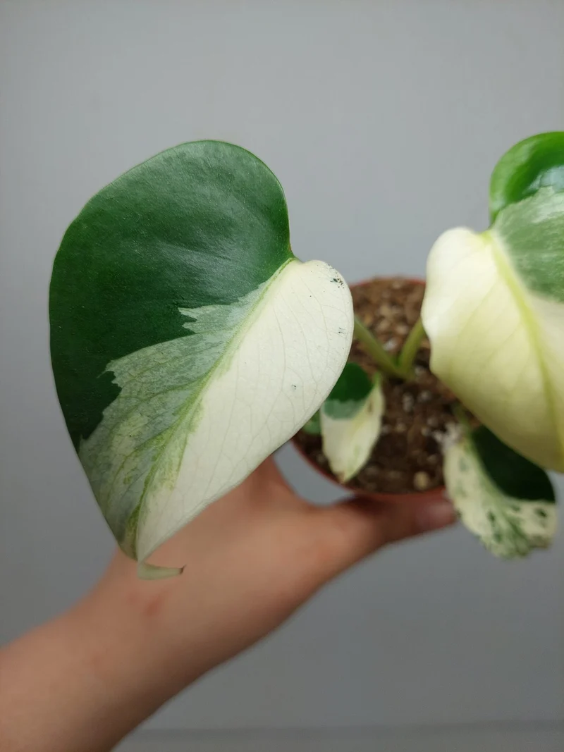 Monstera Jungle Mint