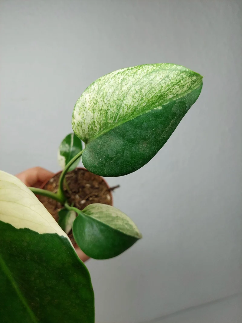 Monstera Jungle Mint