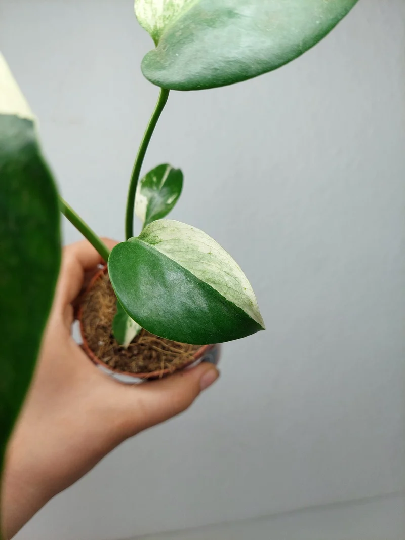 Monstera Jungle Mint