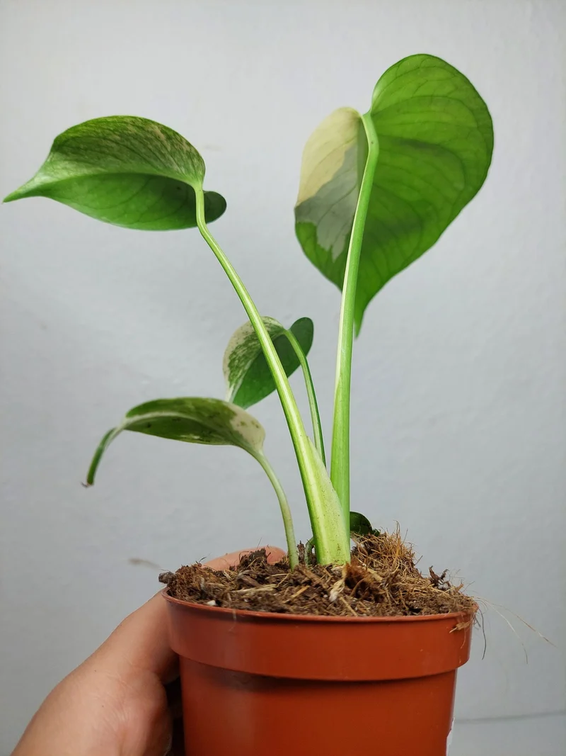 Monstera Jungle Mint