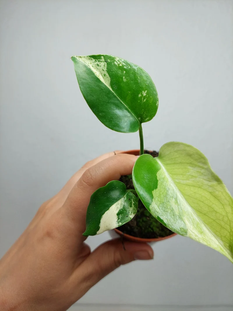 Monstera Jungle Mint