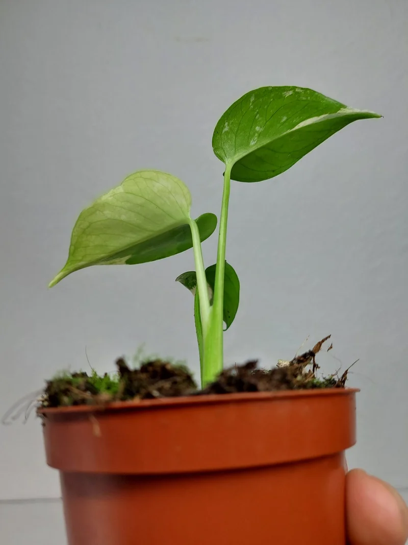 Monstera Jungle Mint
