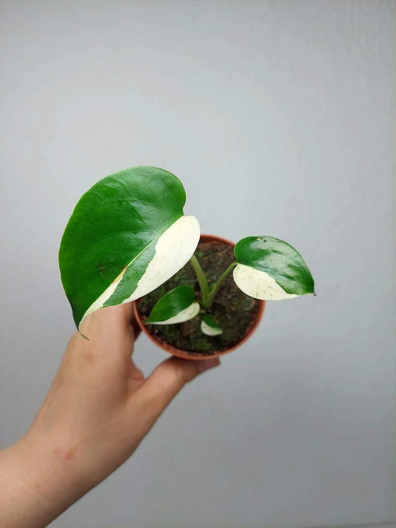 Monstera Jungle Mint