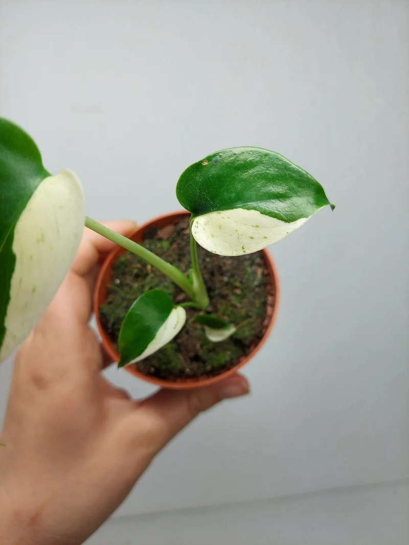 Monstera Jungle Mint