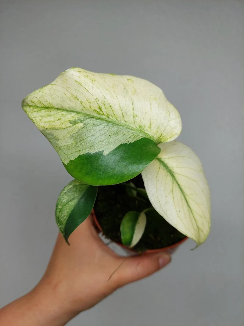 Monstera Jungle Mint