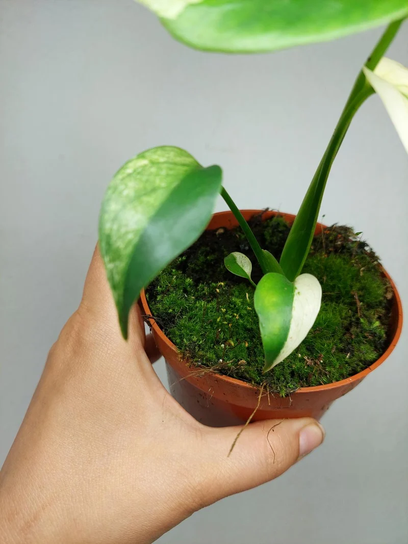 Monstera Jungle Mint