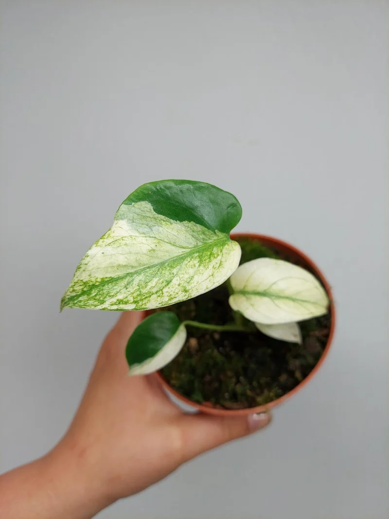 Monstera Jungle Mint