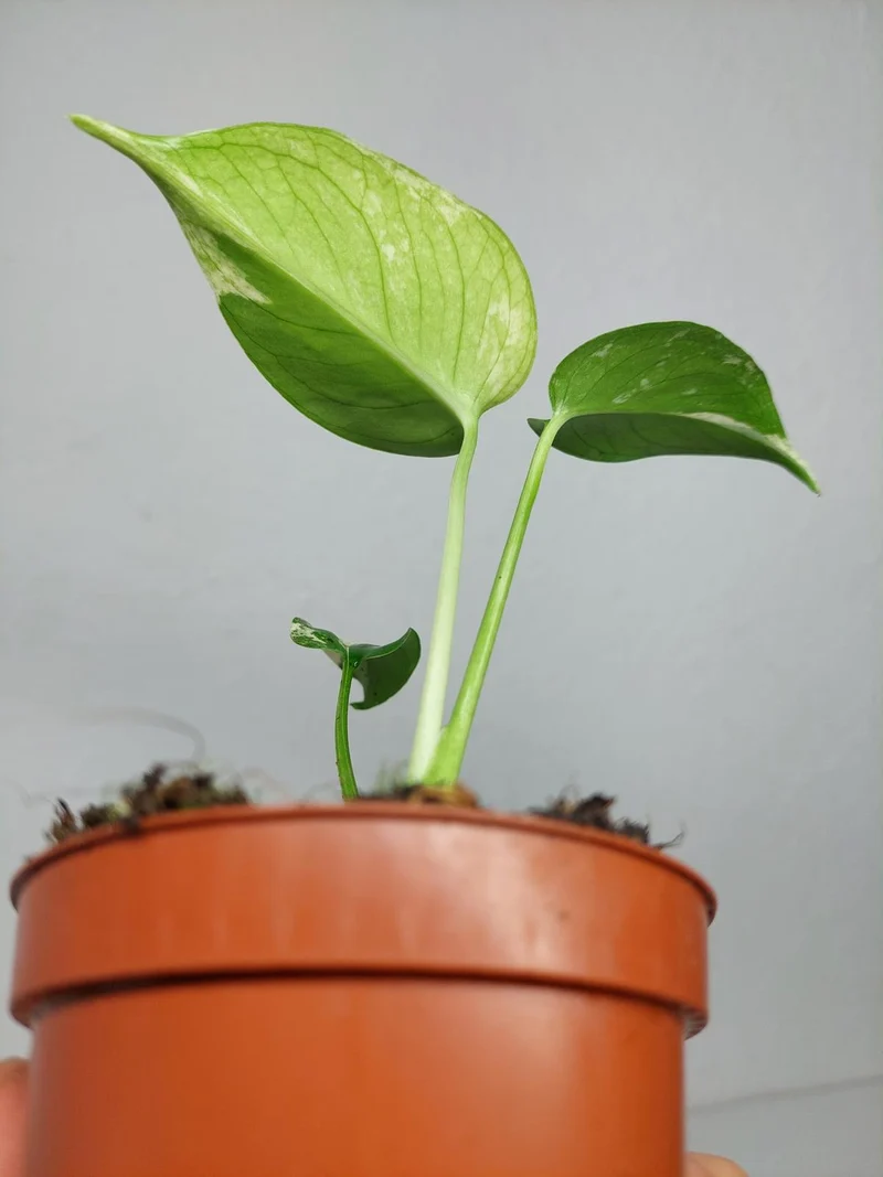 Monstera Jungle Mint