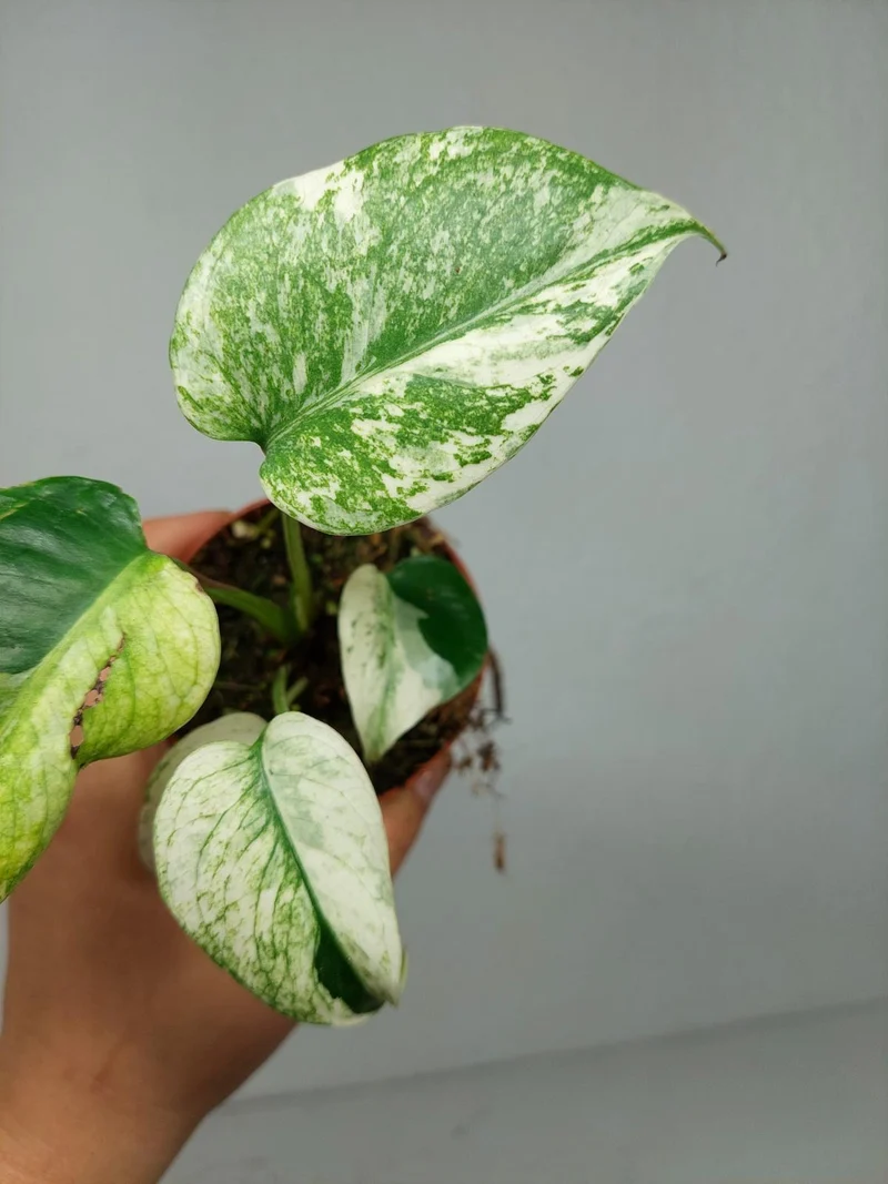 Monstera Jungle Mint
