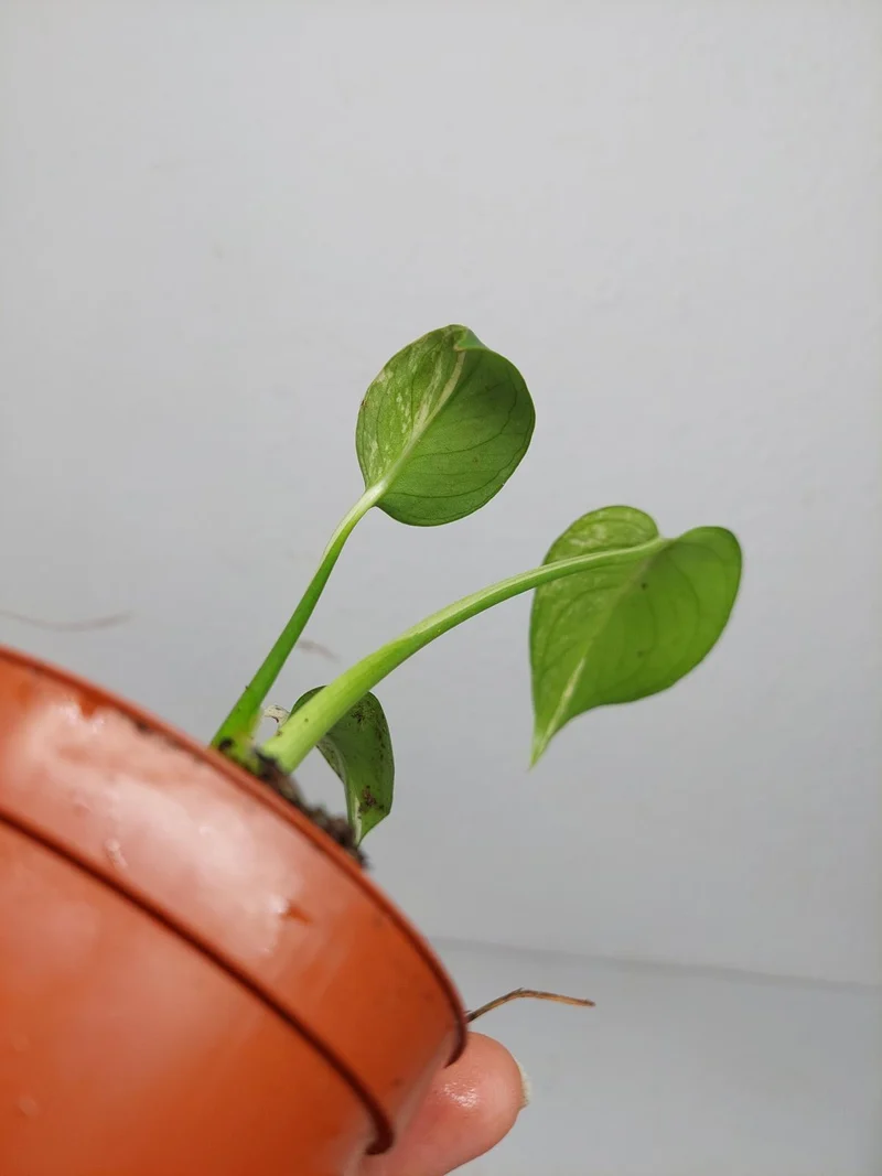 Monstera Jungle Mint
