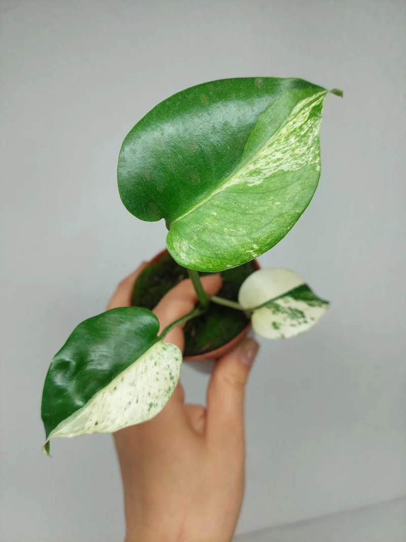 Monstera Jungle Mint