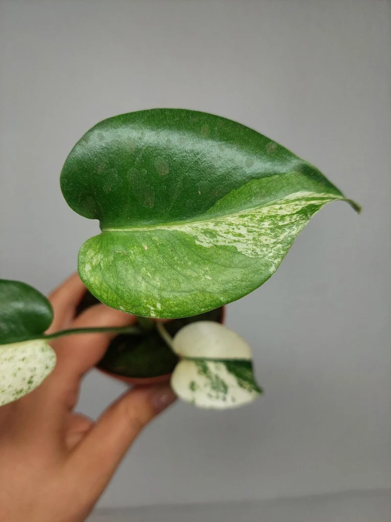 Monstera Jungle Mint