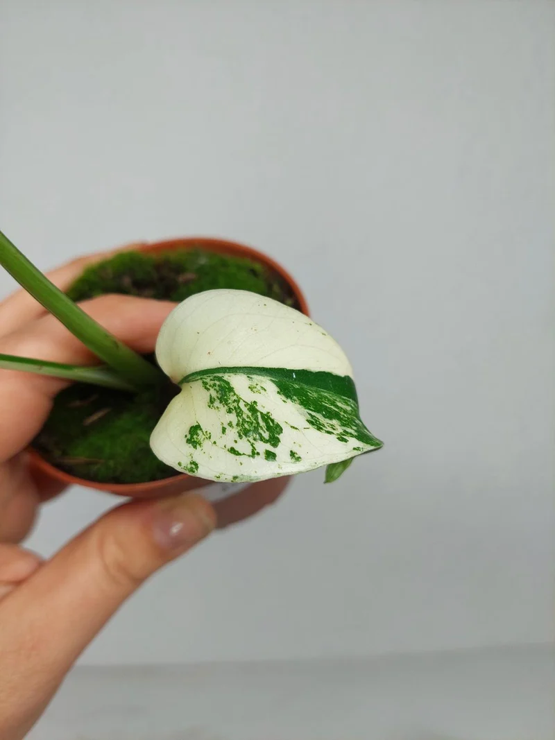 Monstera Jungle Mint