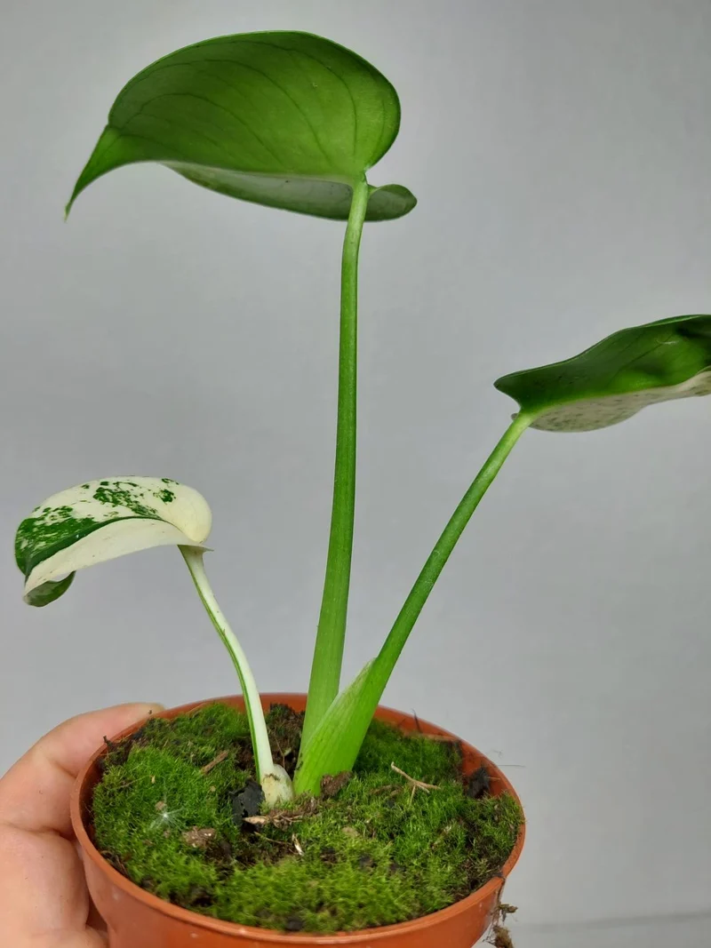 Monstera Jungle Mint