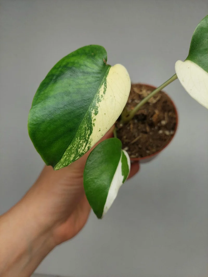 Monstera Jungle Mint