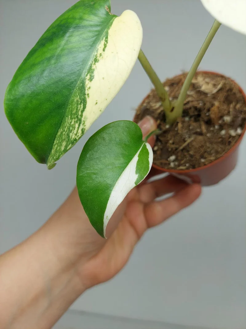 Monstera Jungle Mint