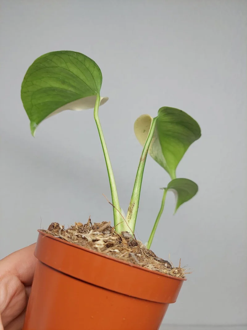 Monstera Jungle Mint