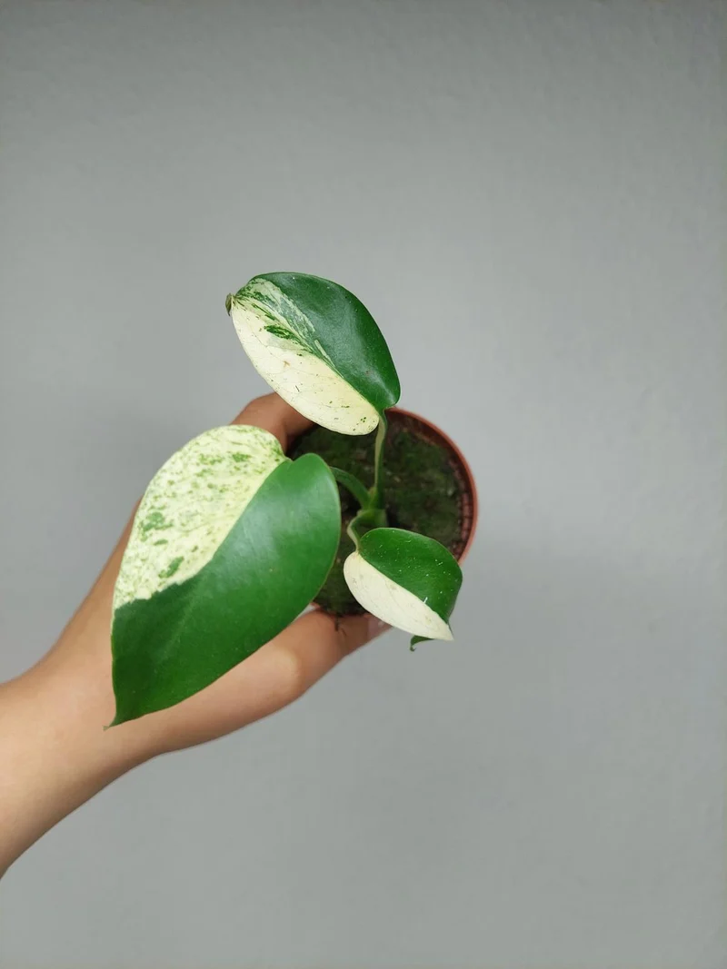 Monstera Jungle Mint
