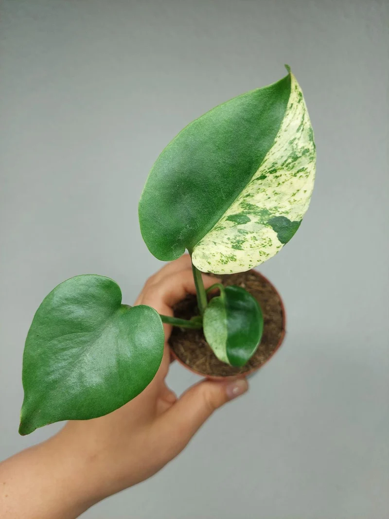 Monstera Jungle Mint