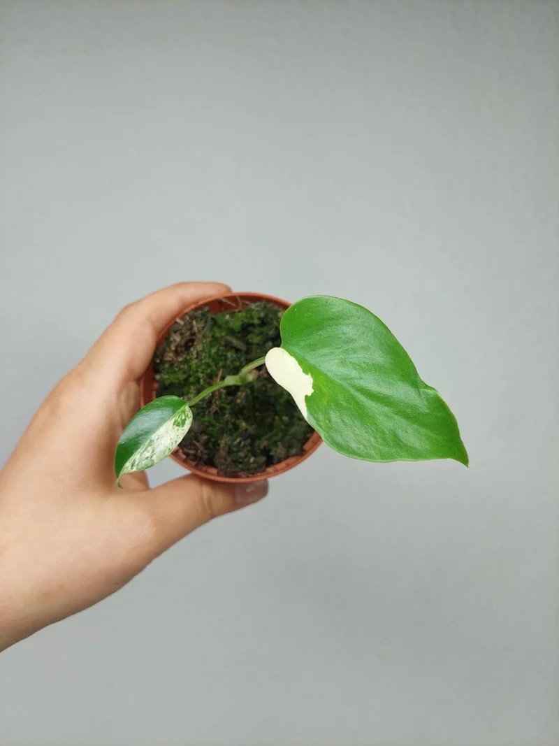 Monstera Jungle Mint