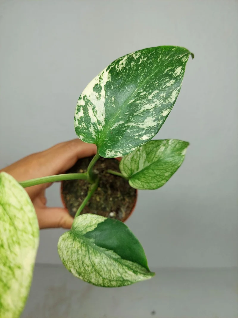 Monstera Jungle Mint