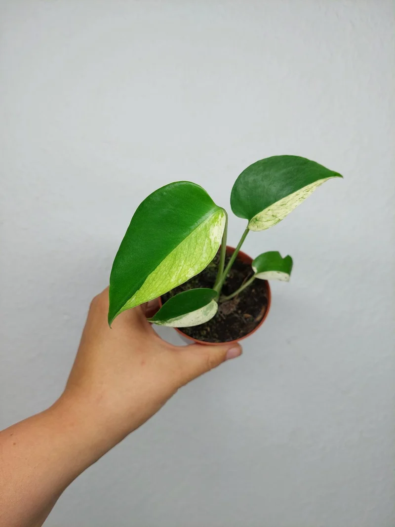 Monstera Jungle Mint