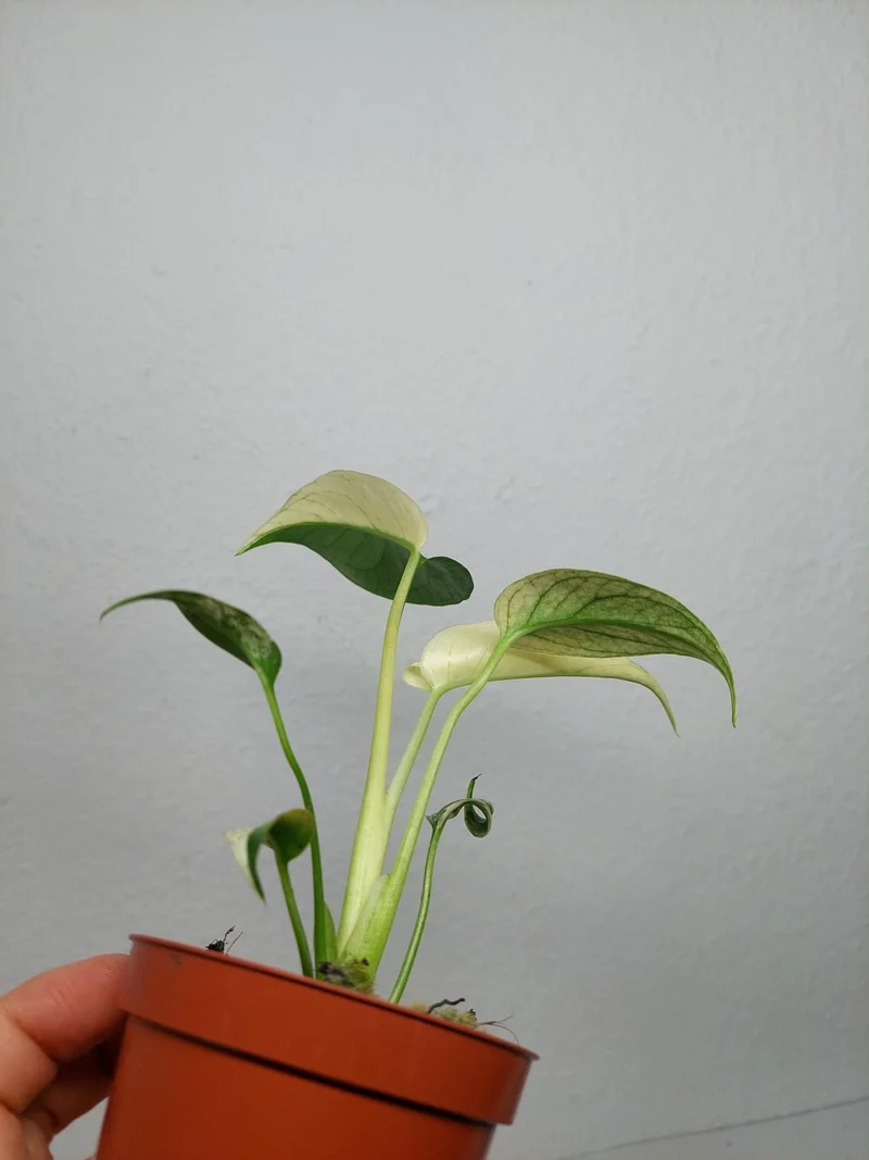Monstera Jungle Mint