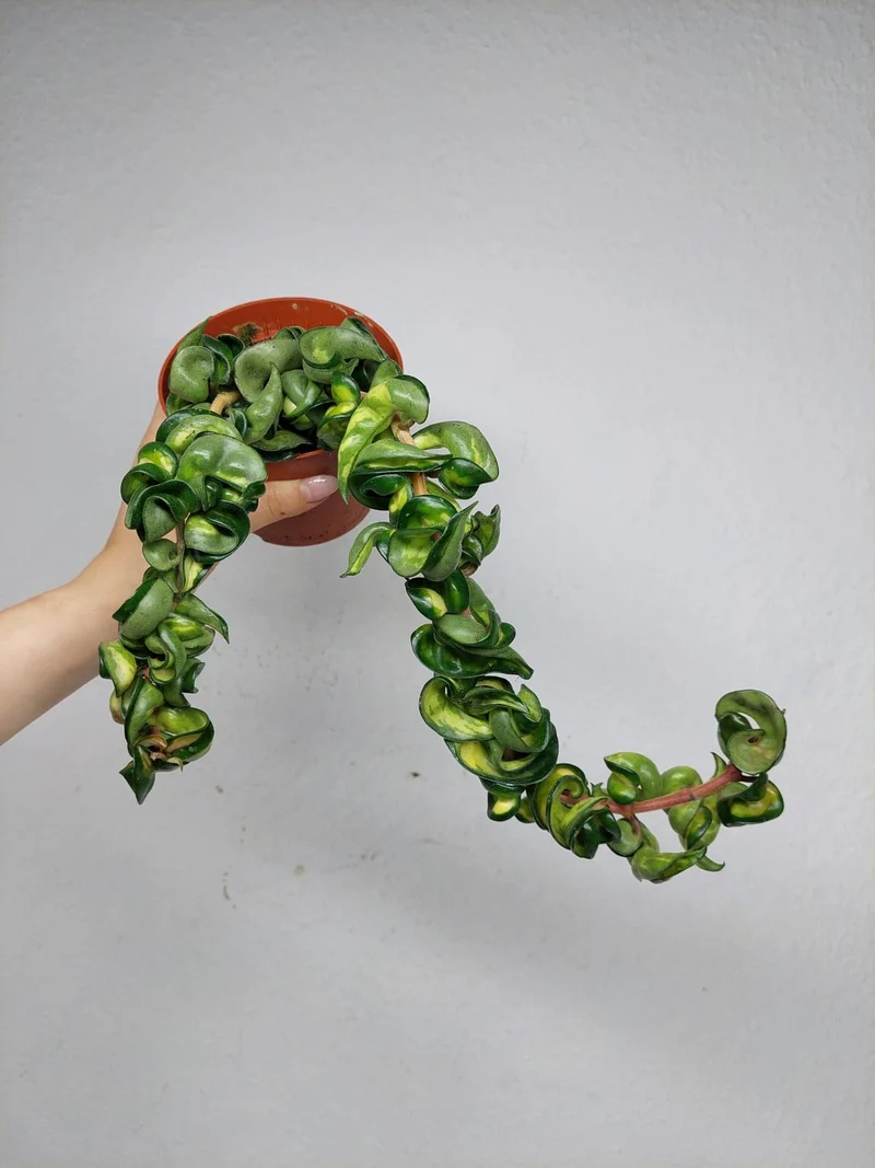 Hoya Compacta Mauna Loa