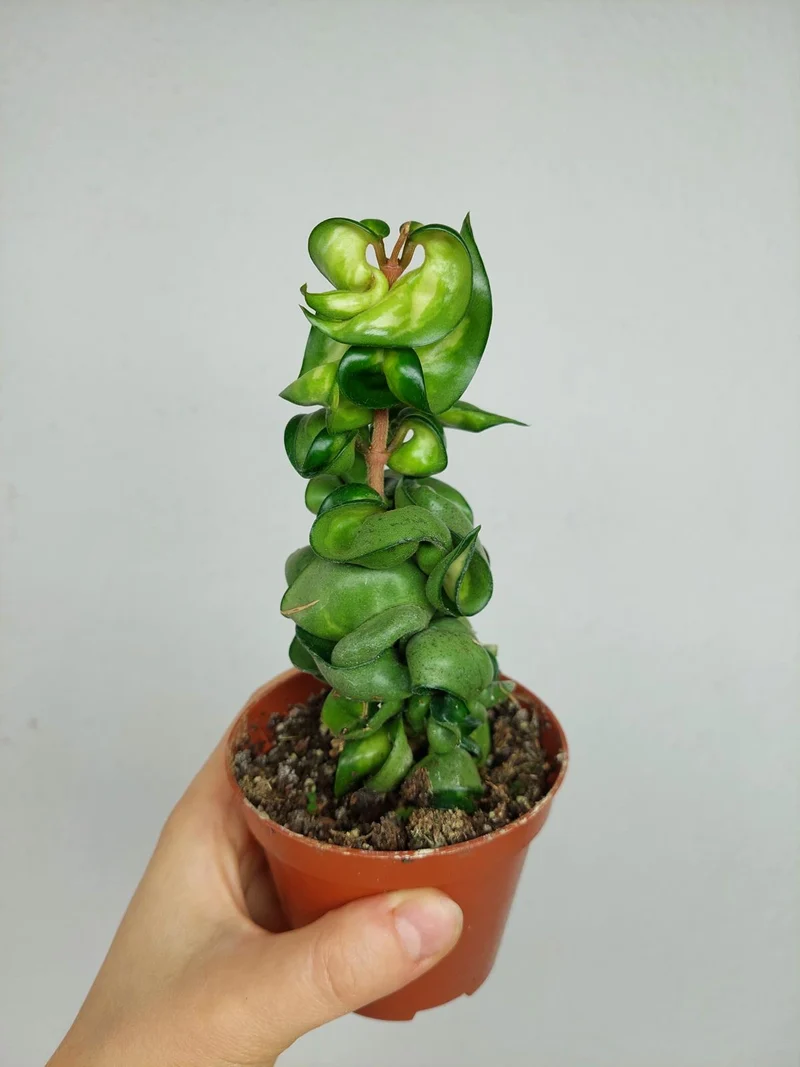 Hoya Compacta Mauna Loa