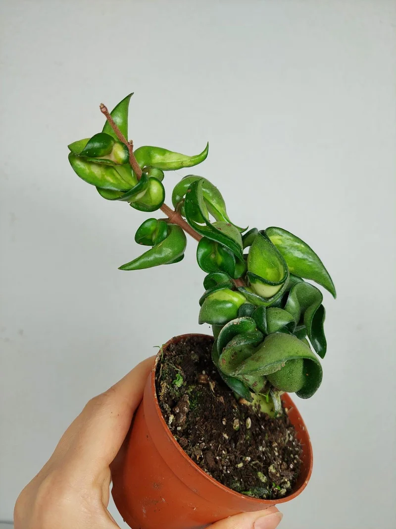 Hoya Compacta Mauna Loa