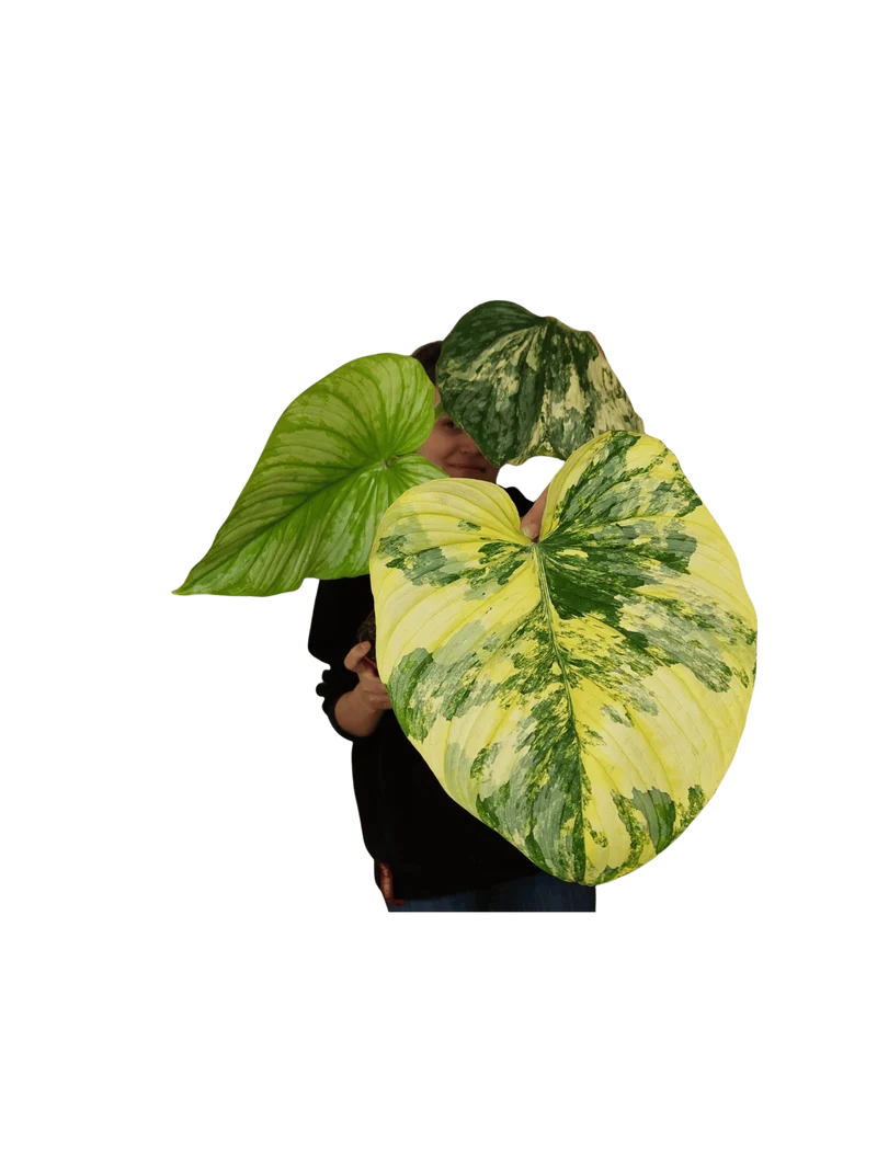 Philodendron Mamei Aurea Variegata