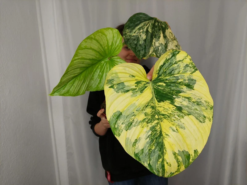 Philodendron Mamei Aurea Variegata