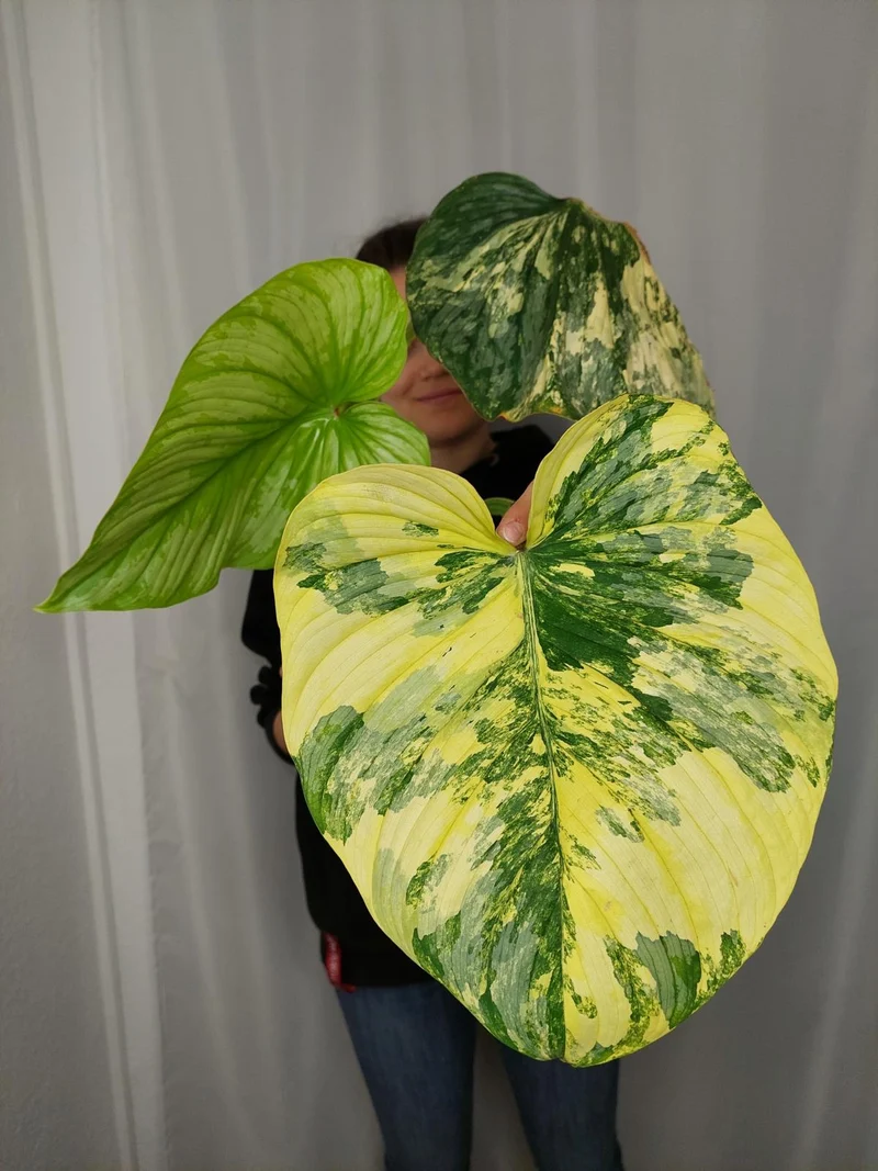 Philodendron Mamei Aurea Variegata