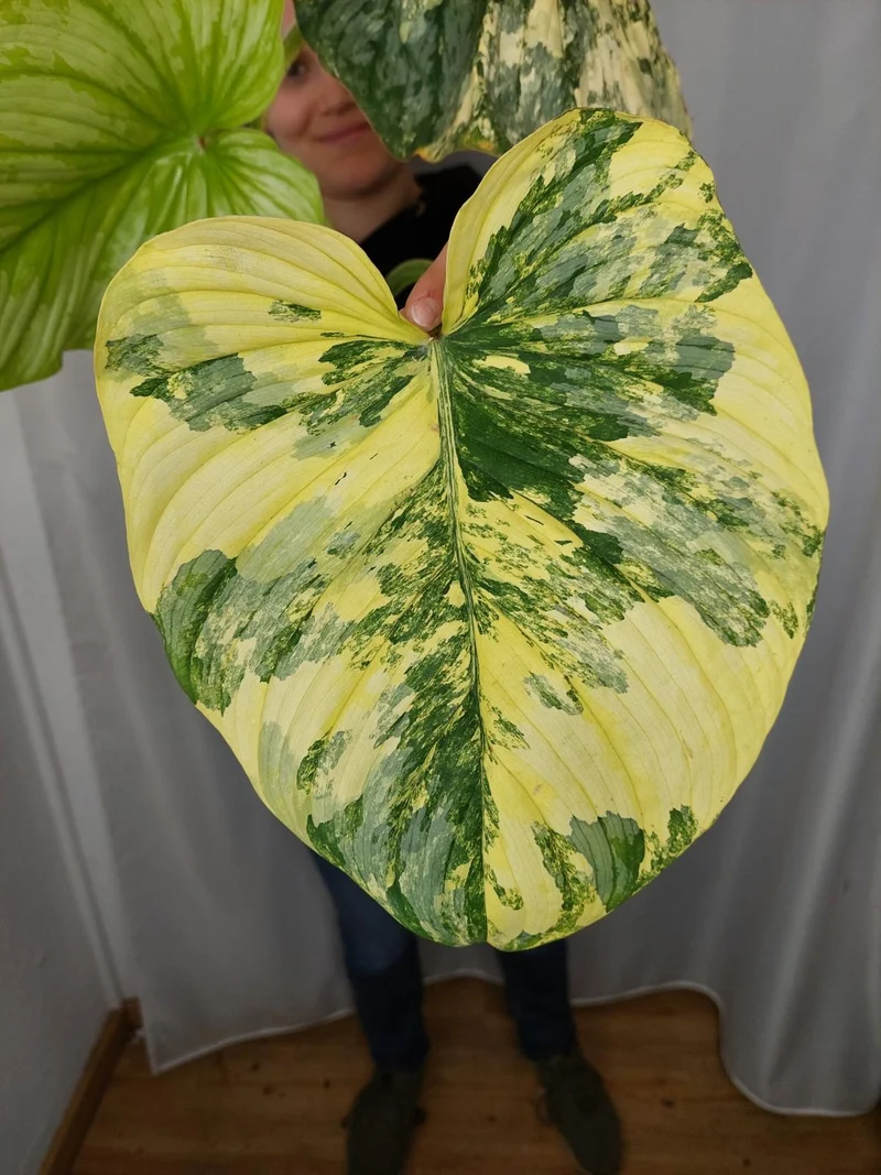 Philodendron Mamei Aurea Variegata