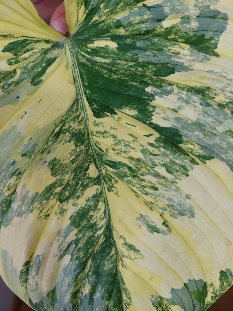 Philodendron Mamei Aurea Variegata