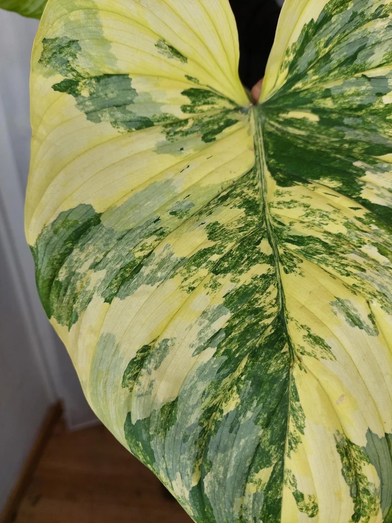 Philodendron Mamei Aurea Variegata