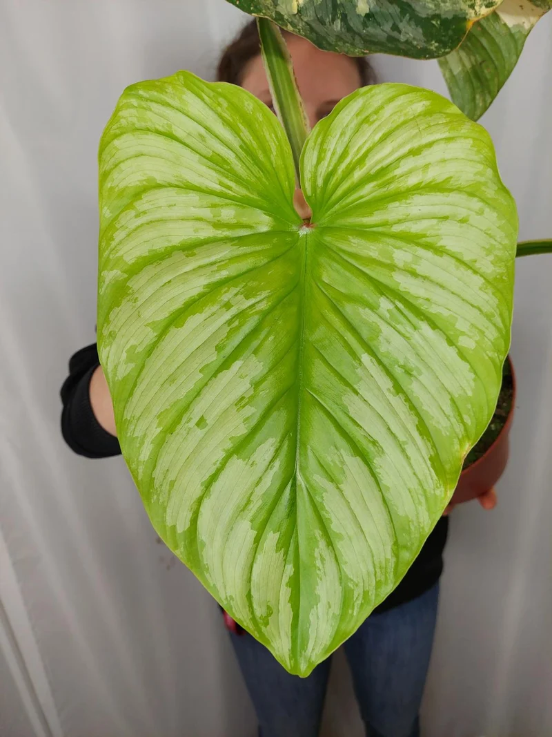 Philodendron Mamei Aurea Variegata