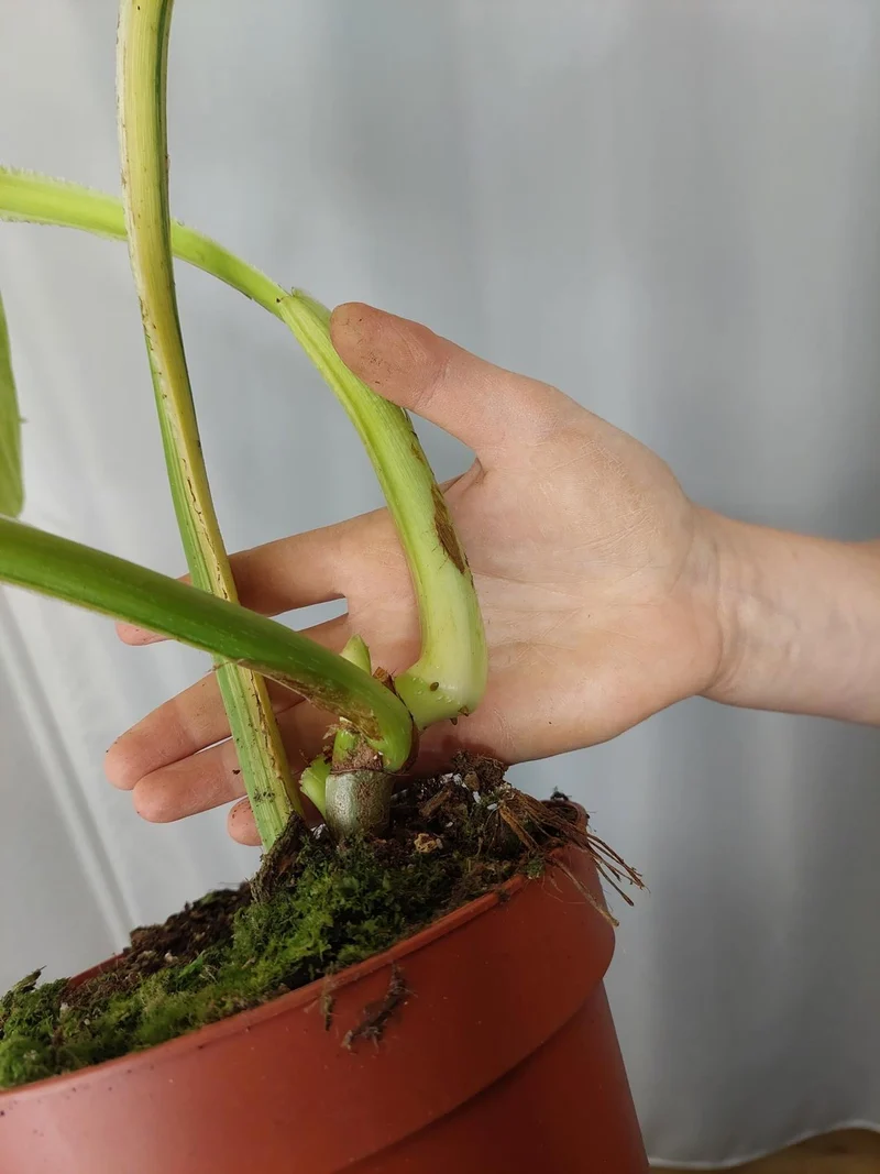 Philodendron Mamei Aurea Variegata