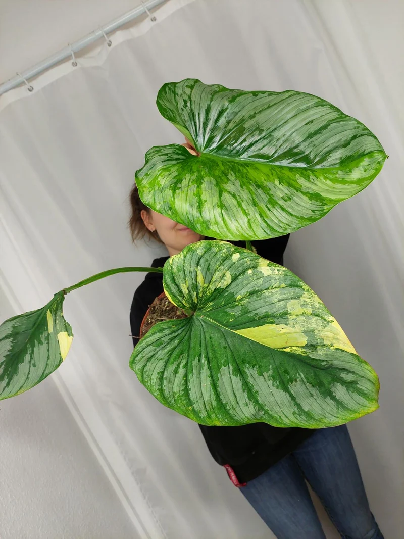 Philodendron Mamei Aurea Variegata